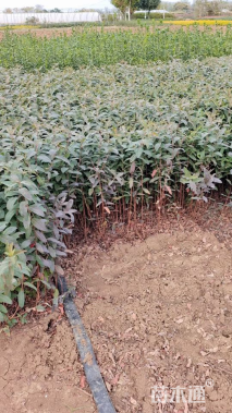 高度25厘米金丝桃