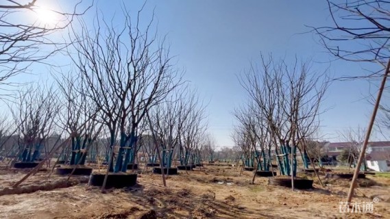 45公分丛生朴树