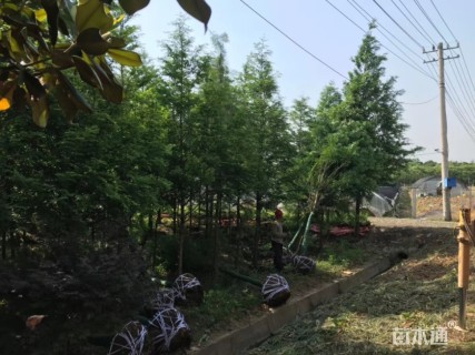 8公分水杉