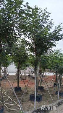 10公分黄花风铃木