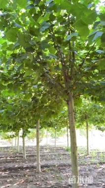 10公分速生法桐