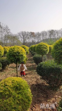 冠幅80厘米亮晶女贞球