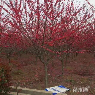 8公分红叶碧桃