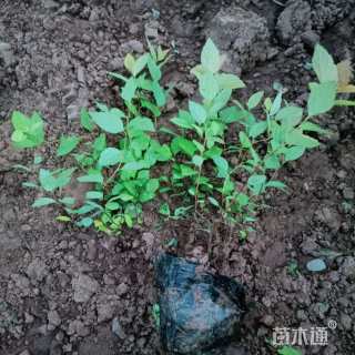 高度30厘米金山绣线菊