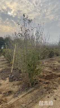 高度250厘米重瓣木槿