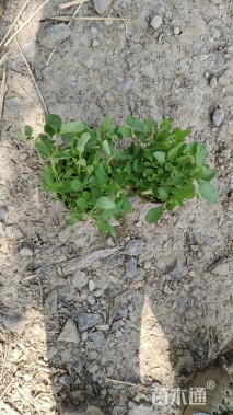 高度15厘米马鞭草