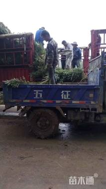 高度120.厘米云杉