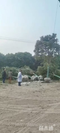 11公分大叶女贞