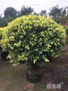 冠幅80厘米黄金榕球