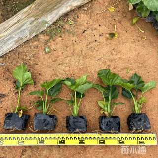 高度25厘米春羽