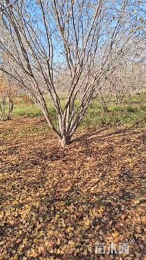 高度600厘米丛生茶条槭