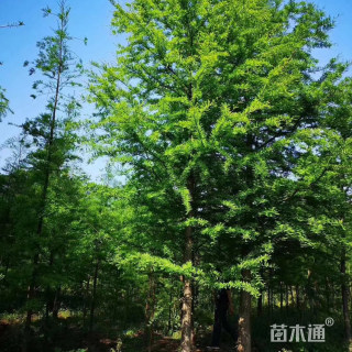 10公分落羽杉