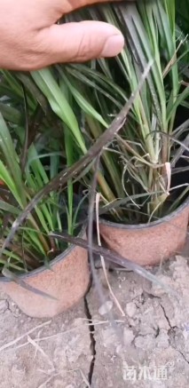 高度60厘米紫叶狼尾草