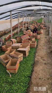 高度25厘米二月兰