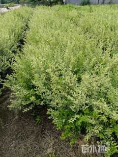 高度45厘米连翘小苗