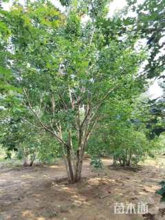 高度600厘米丛生五角枫