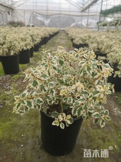 高度20厘米花叶鹤翎花