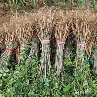 高度60厘米紫穗槐