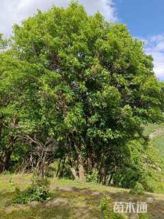 高度10厘米丛生五角枫