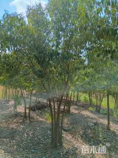 高度400厘米丛生大叶女贞