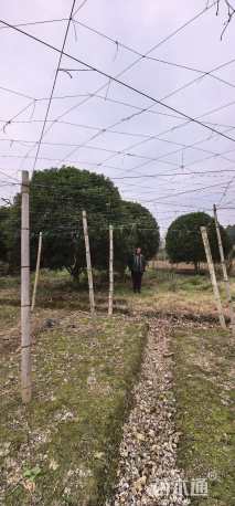 高度450厘米丛生桂花