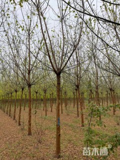 15公分金叶复叶槭