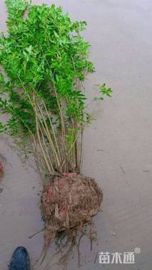 高度80厘米石榴小苗