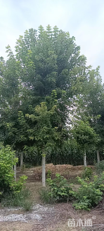 13公分美国红枫-秋火焰