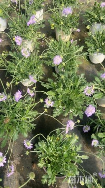 高度20厘米松虫草