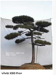 直杆分层黑松