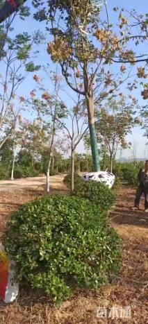 20公分栾树