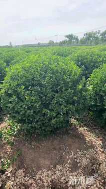 冠幅120厘米卫矛球