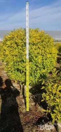 高度120厘米假连翘