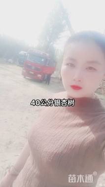 10公分银杏