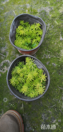 高度10厘米佛甲草