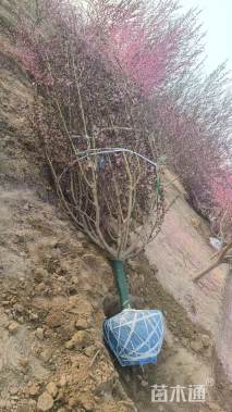 13公分垂枝碧桃