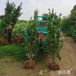 高度100厘米北海道黄杨