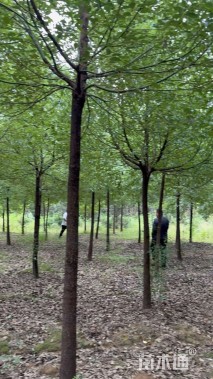 10公分香樟