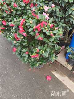 高度100厘米四季茶花