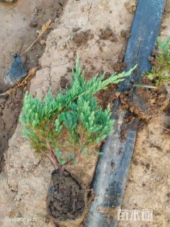 高度25厘米刺柏