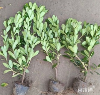 高度20厘米海桐