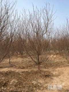 10公分青叶碧桃