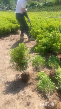 高度50厘米小叶黄杨