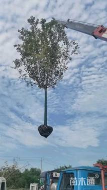 15公分绿叶复叶槭