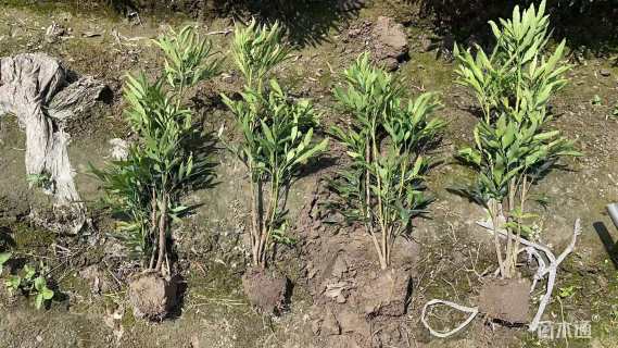 高度40厘米十大功劳