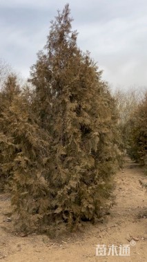 高度400厘米侧柏