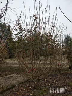 12公分日本晚樱