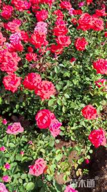 高度40厘米大花月季