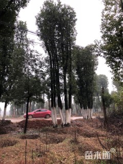 11公分香樟