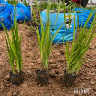 高度30厘米花菖蒲